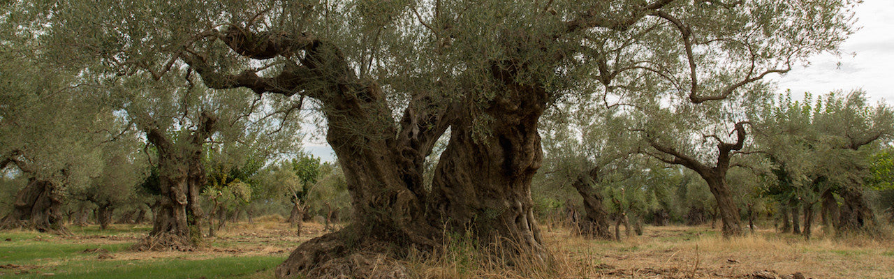 Spartan Oil Premium Extra Virgin Olive Oil trees are over 700 years old