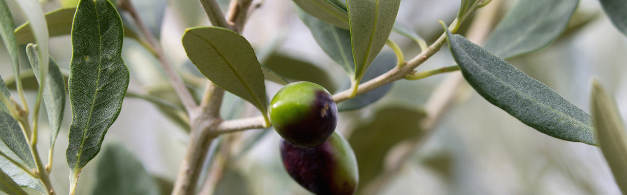 Spartan Oil Premium Extra Virgin Olive Oil olives